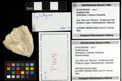 Foto (Objekt + Etiketten) von Cyclothyreus sp. 